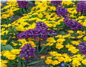 Spring flowers png